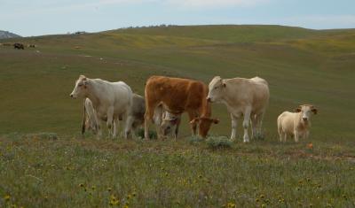 Cattle grazing in field