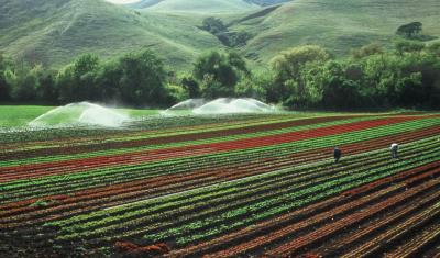 rows of crops with irrigation