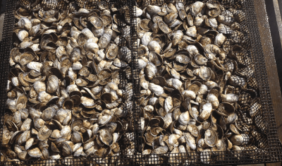 Oysters in tray