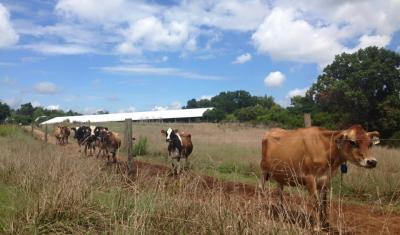 cattle-pasture