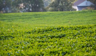 Soybean field