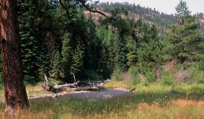 Stream restoration in the Umatilla National Forest.