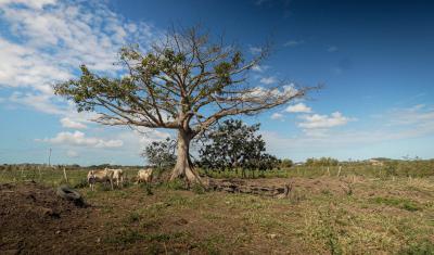 Tree in an empty field