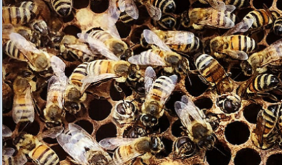 Honeybees