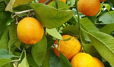 Citrus