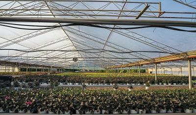 Commercial Nursery