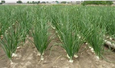 Onion field