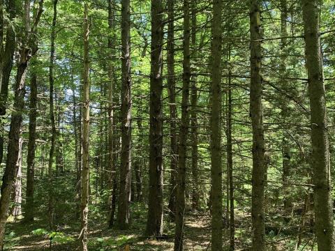 Dense dark forest