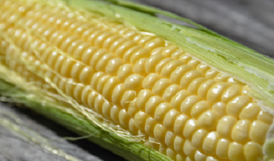 Corn