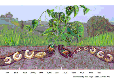 Illustration - Japanese Beetle Lifecycle