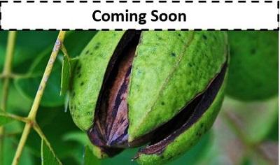 Pecan - Coming Soon