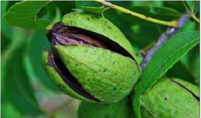 Pecan husks opening