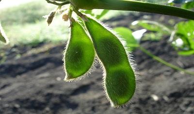 Soybean pod