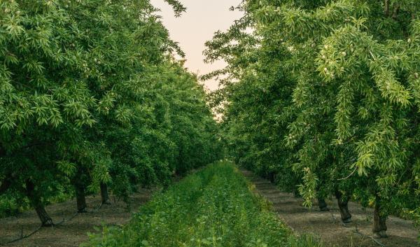 USDA photo by Lance Cheung.he Mota Ranch almond orchard using cover crop and micro irrigation in Livingston, CA on April 16, 2015. USDA photo by Lance Cheung.