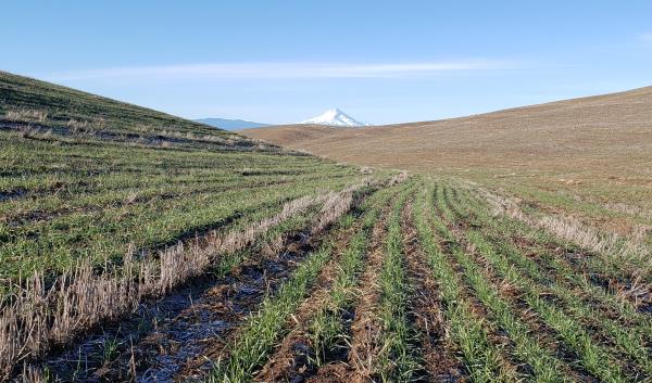 A field of brown and green wheat with a snow-capped mountain in the background.