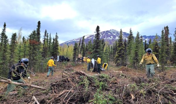 The Denali Wildland Fire Module from the Chugachmiut organization are shown collecting slash and transporting it to the woodchipper. Partnerships such as these support the Forest Service in their effort to improve safety by removing hazard trees and brush from public lands.