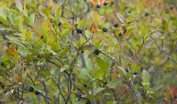 Huckleberries on the Gifford Pinchot National Forest