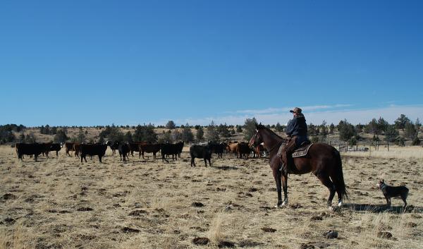 Moving cattle