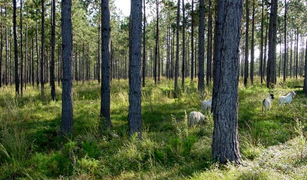 a typical silvopasture field that was developed from a slash pine plantation. Brush species invaded abundantly after the canopy was opened up and goats were used to manage the brush. Jim Robinson, USDA-NRCS