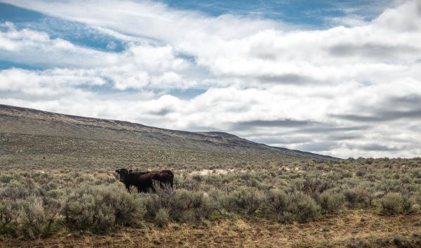 Cattle in sage bush with cloud-filled blue skies in the background.