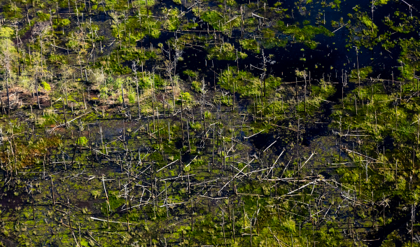 Dead loblolly pines cast shadows over salt marsh at Blackwater National Wildlife Refuge in Dorchester County, Maryland on June 5, 2018. 