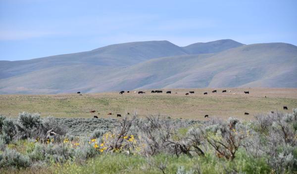 Sage brush with cattle and mountains in the background