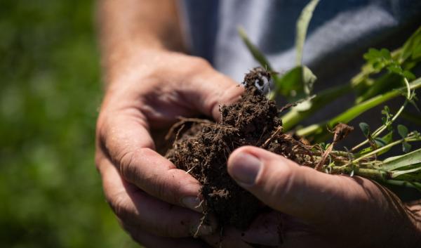 Brice Custer, a Producer from Ogallah, inspects soils on his farm, July 22, 2020. Custer is a first generation farmer and converted to no-till in 2005 and incorporated cover crops in 2008.