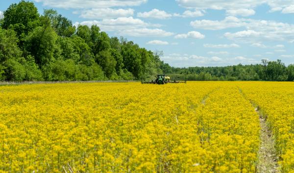 Justin Buss plants soybeans into corn residue and wild mustard using a no-till planter on his farm in Vincennes, Indiana on May 13, 2021. (Indiana NRCS photos by Brandon O’Connor)