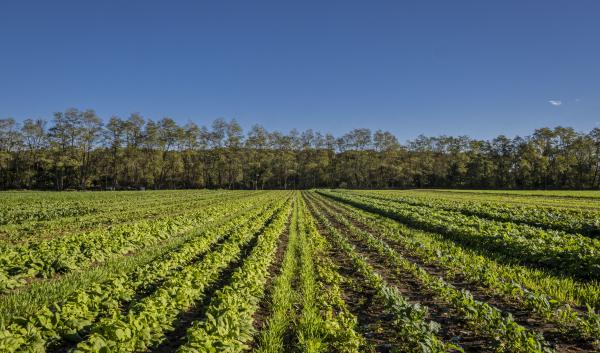 crop field