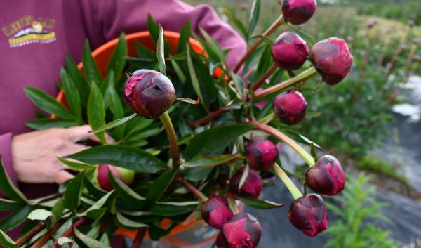 A farmer holds a bunch of purple peonies.