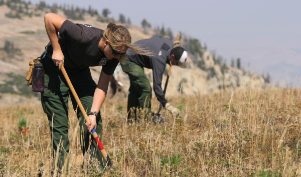 People planting tree seedling in a field with a forested hill in the background.