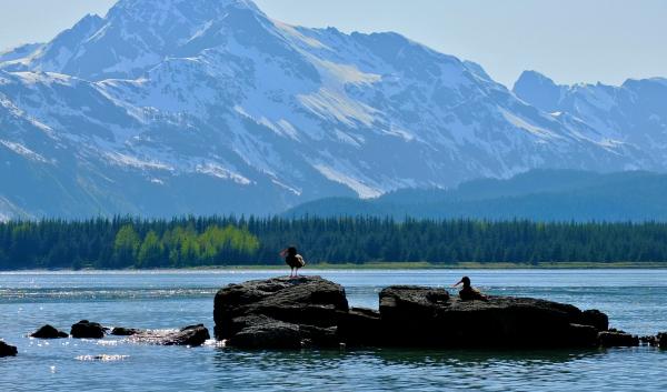 Oyster catchers in Glacier Bay with snowy mountains in the background