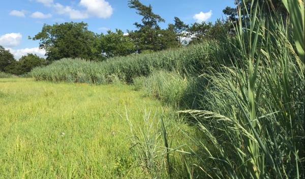 phragmites invade adandoned cropland