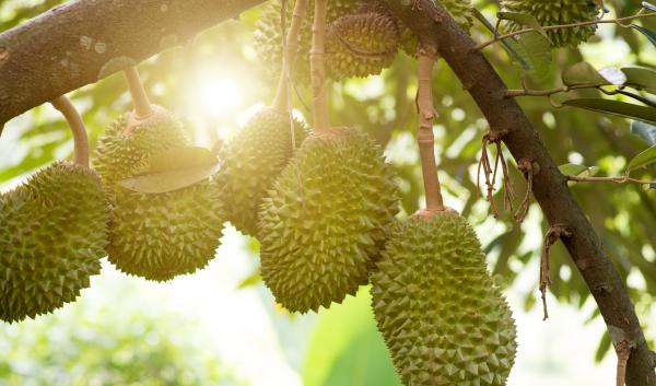 Durian tree in farm