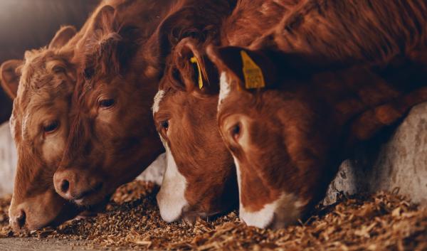 Close up of calves on animal farm eating food