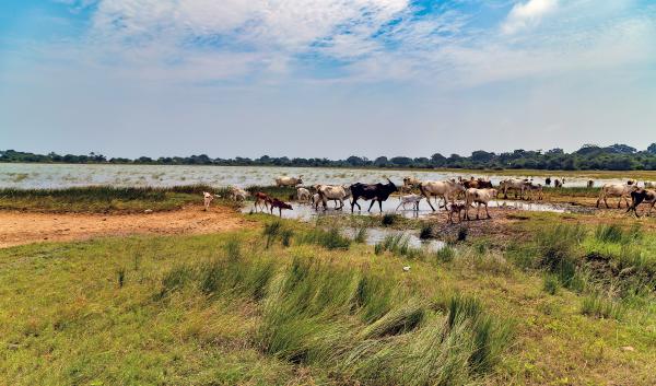 Asian cow ox bull cattle landscape