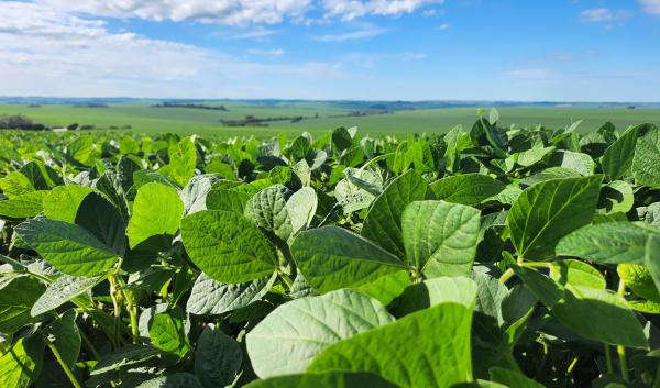 Soybeans in Brazil