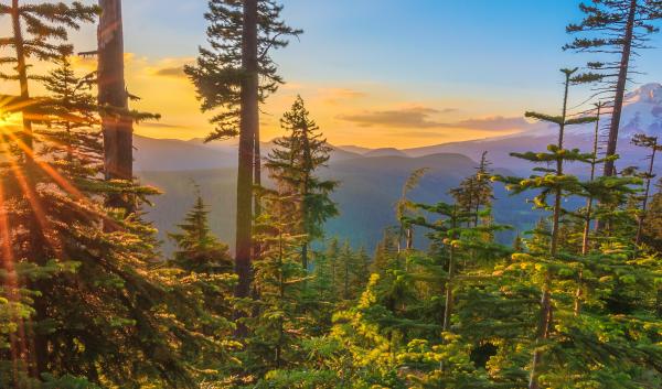 A forest at sunset in the Northwest. 