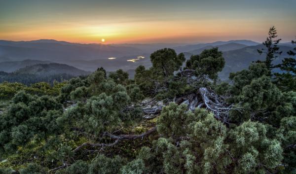 Sunset in the Cascade Siskiyou National Monument showing conifers in the foreground and mountains silhouetted by the setting sun