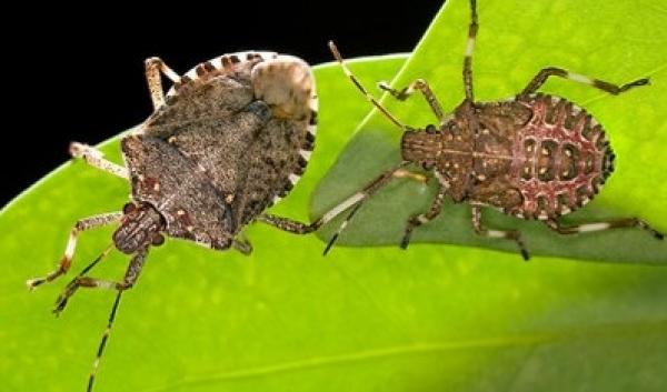 Image brown marmorated stink bug