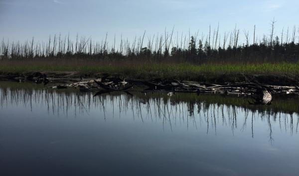  A ghost forest of standing dead tree trunks dominate this landscape of a recently killed coastal forest along the Bass River in New Jersey. Note also the dead and down trunks of an earlier forest that was buried in the marsh sediment and is now exposed along the creek edge. Photo courtesy of Jennifer Walker