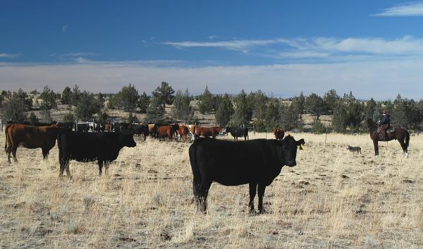 NW Cattle