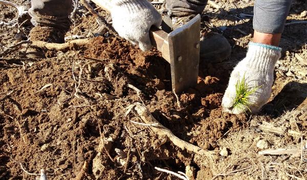 A person plants a conifer seedling into soil using a tool.