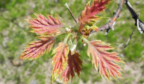 Red oak tree leafing out in spring