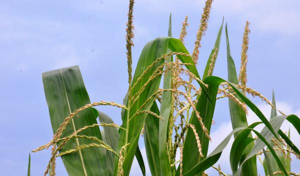 top of corn plants