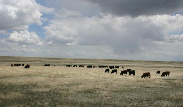 herd of cows in field