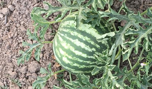 Dry farmed Christmas watermelon 