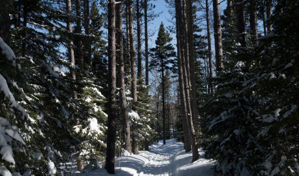 Cross country ski trail on the George Washington Pines ski trail in the Superior National Forest (NF) region near Grand Marais, Minnesota. USDA Photo by Lance Cheung