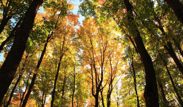 View of the Hiawatha National forest in Michigan. USDA photo by J. Knowlton.