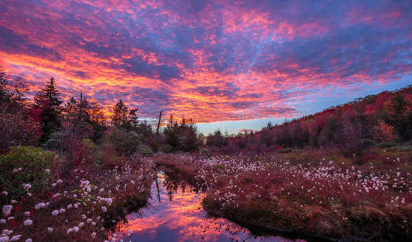 Stream and plants with sunset